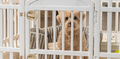 Helping Your Pet Cope in Quarantine