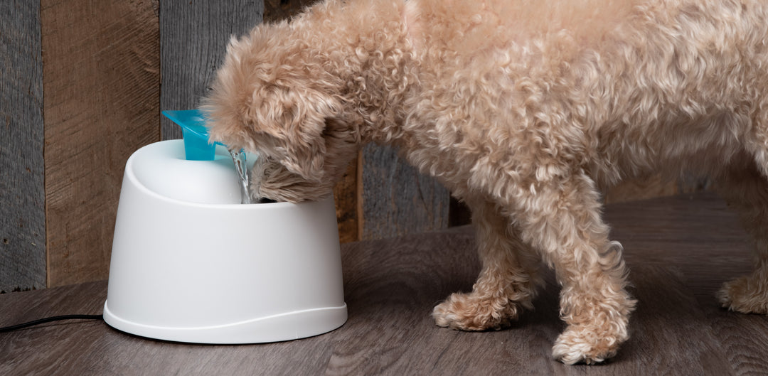 Q&A: Pet Hydration Tips