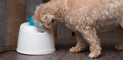 Q&A: Pet Hydration Tips