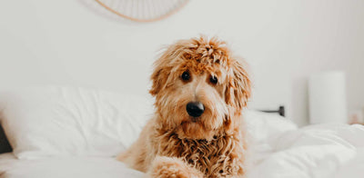 4 Products to Make Your Mornings Easier as a Pet Owner