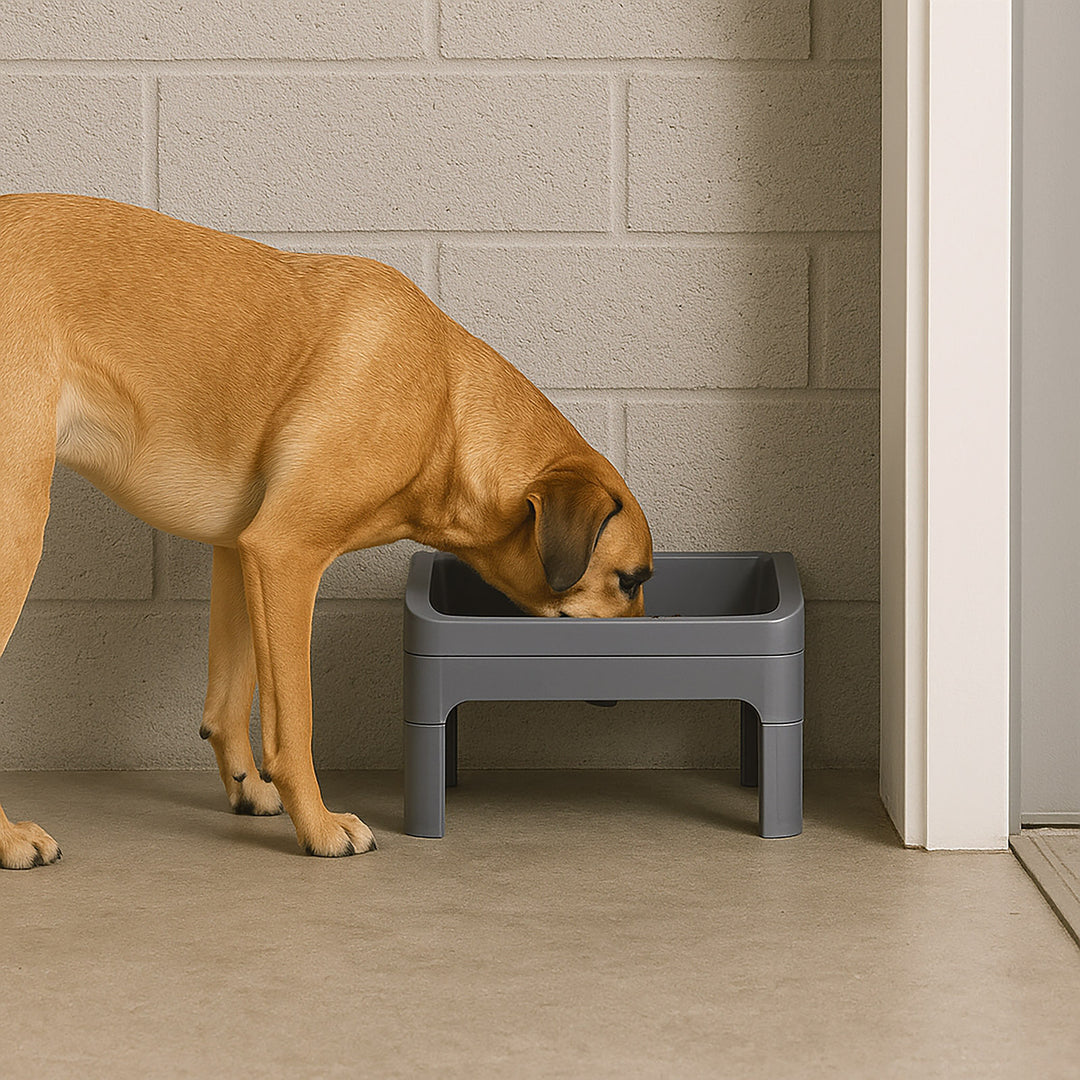 Height Adjustable Elevated Feeder - IRIS USA
