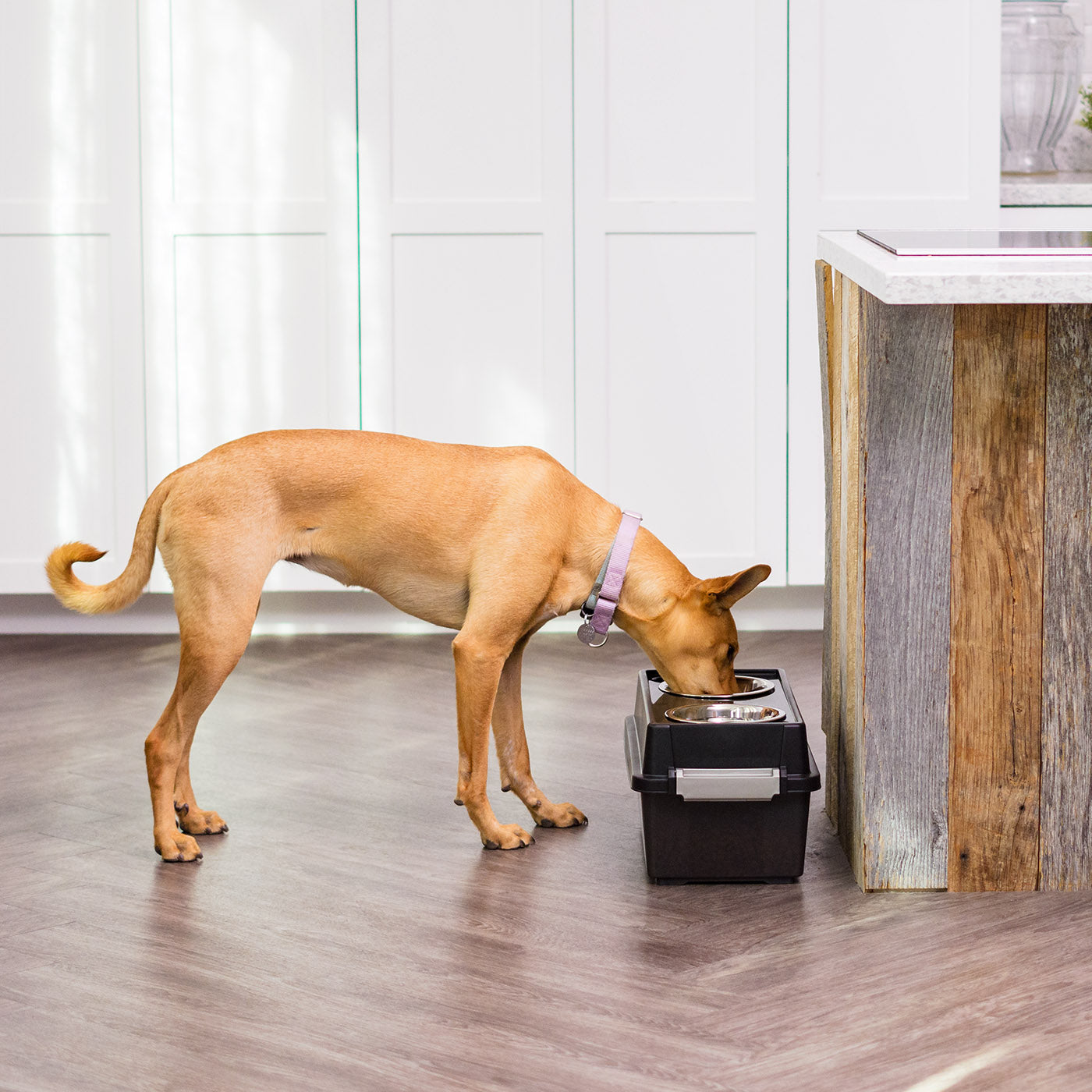 Iris usa elevated feeder with airtight storage 2025