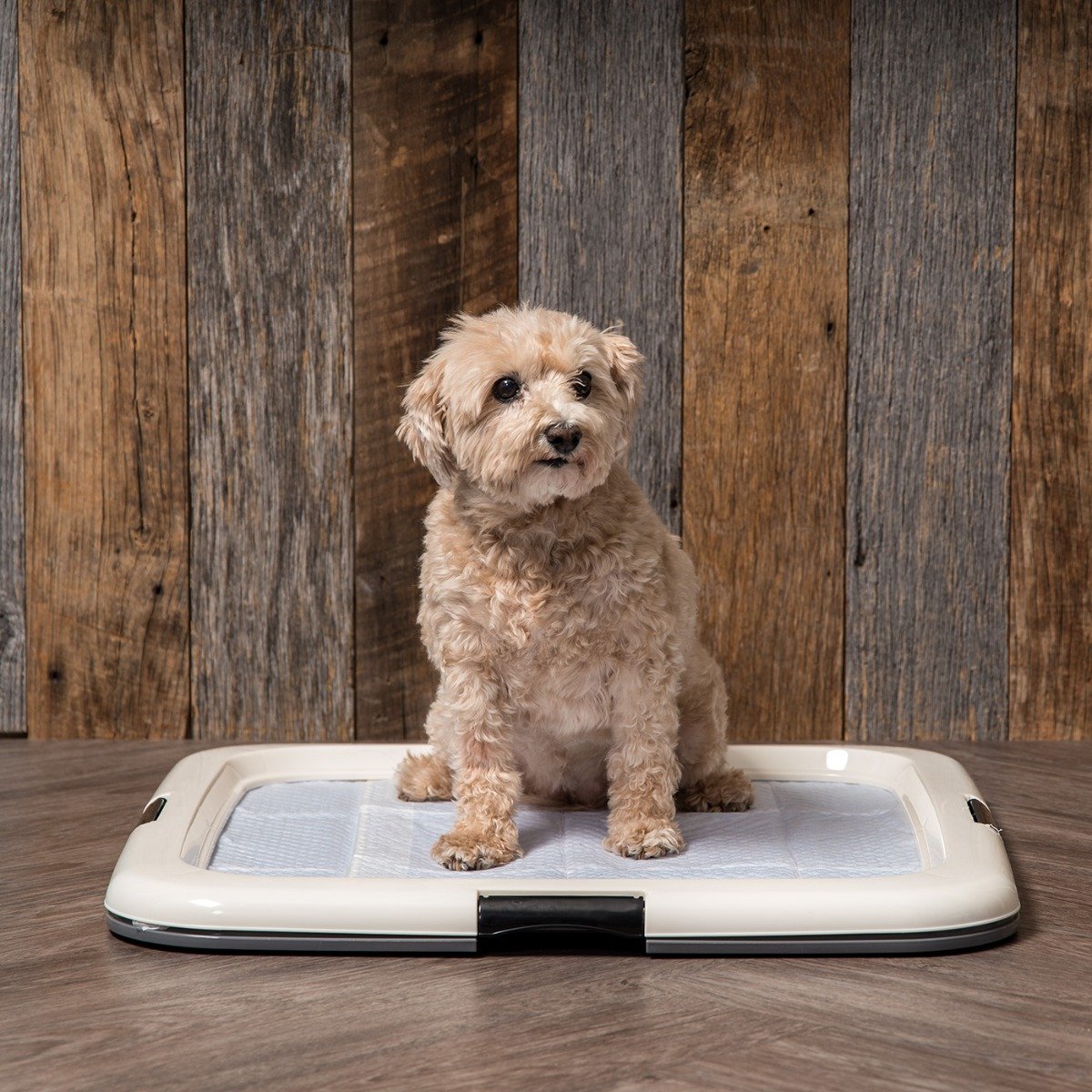 Training pad tray best sale