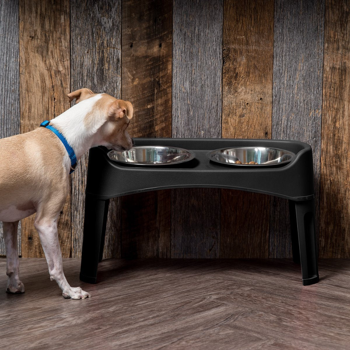 Iris 2025 elevated feeder