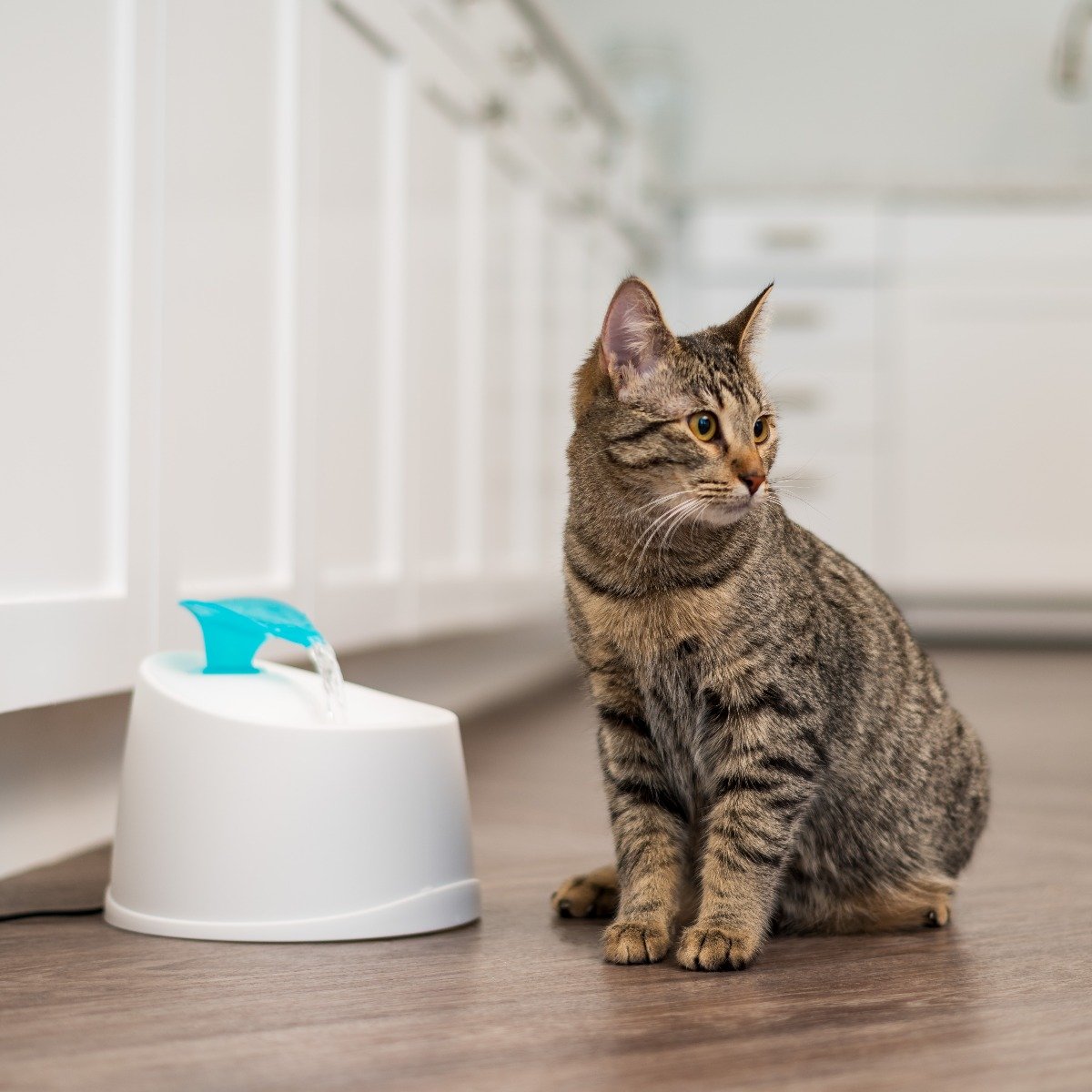 Cat water fountain australia top