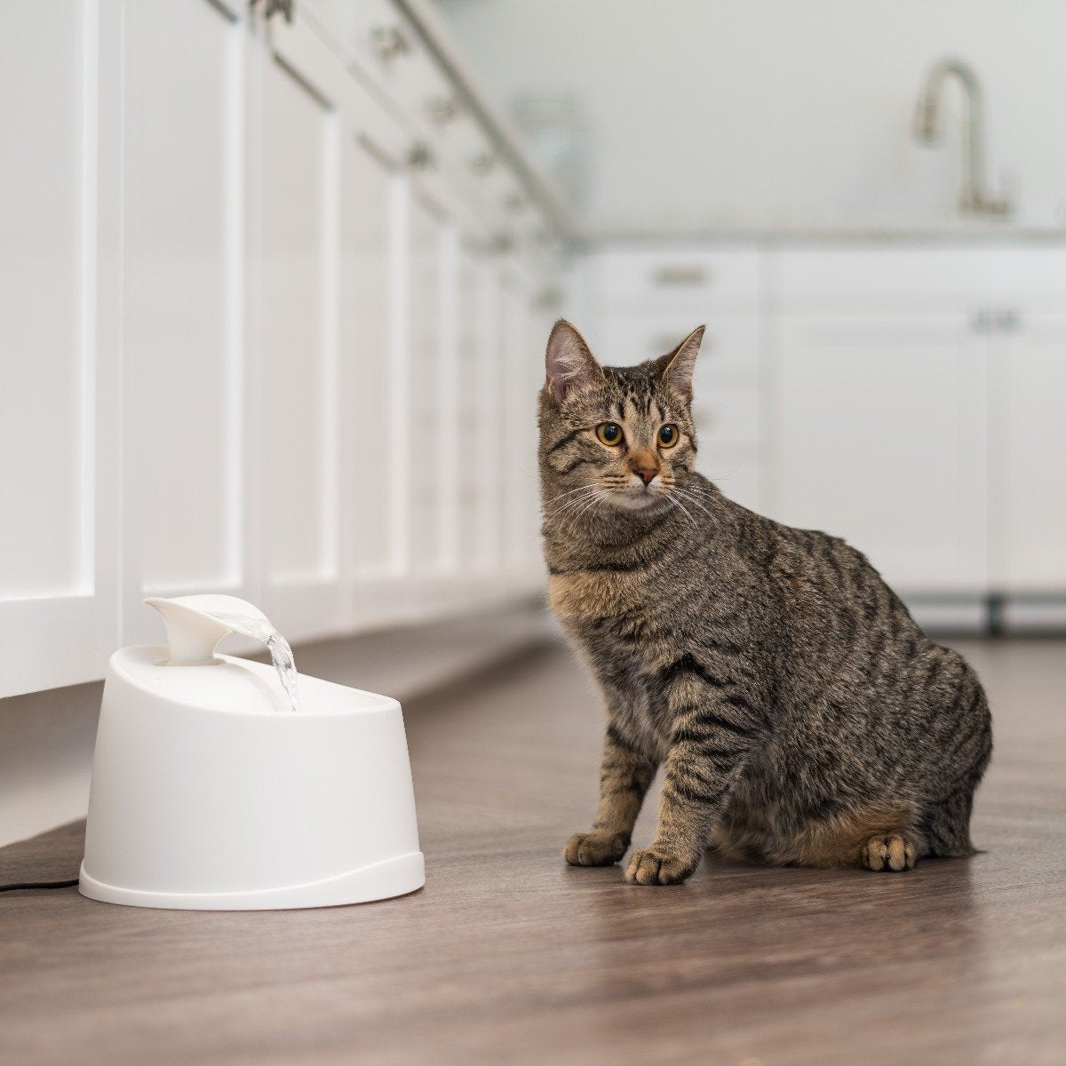 Diy cat sale water fountain
