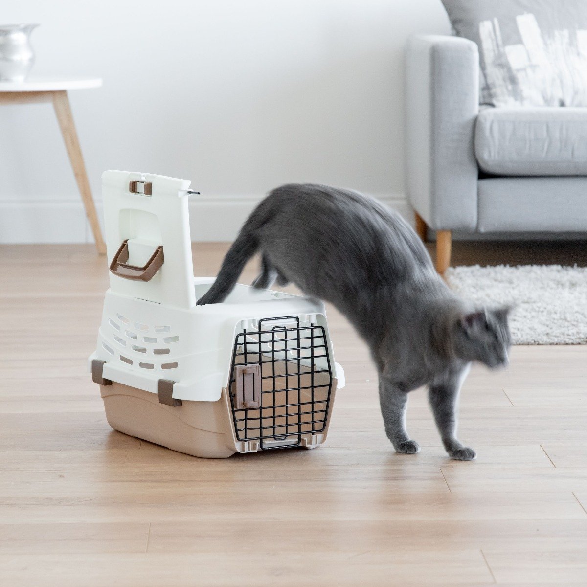 Pet Travel Carrier - Small – IRIS USA